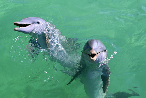 Two Dolphins Laughing At An Inside Joke