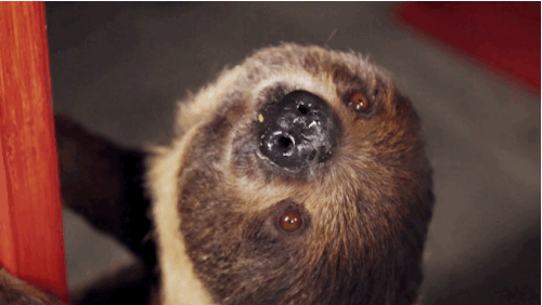 A Bunch Of Stoned People Get Surprised With A Sloth