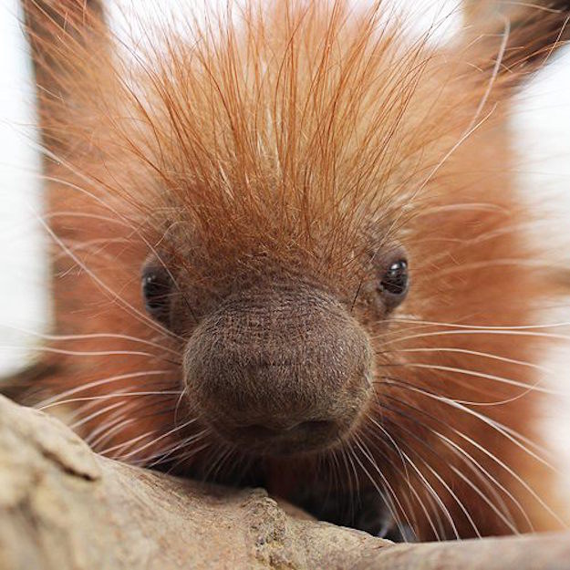 An adorable prehensile-tailed porcupine named Clover was born on St. Patrick's Day at the Binghamton Zoo in New York, and it's too cute to handle.
