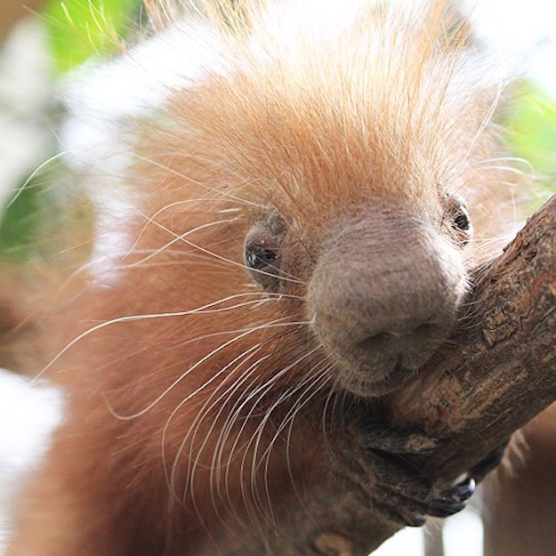 The baby porcupine, known as a porcupette, currently weighs less than a pound, the zoo said.