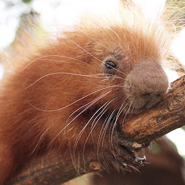 Clover, like all porcupines, was born without sharp quills. The soft quills will harden gradually and will be fully formed when the porcupine is 10 weeks old.