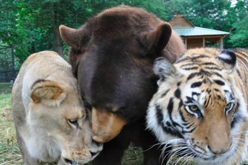 Um leão, um tigre e um urso que foram resgatados do cativeiro hoje são melhores amigos