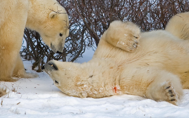 Ever wonder what polar bears get up to when they're not being Canada's most adorable death machines?