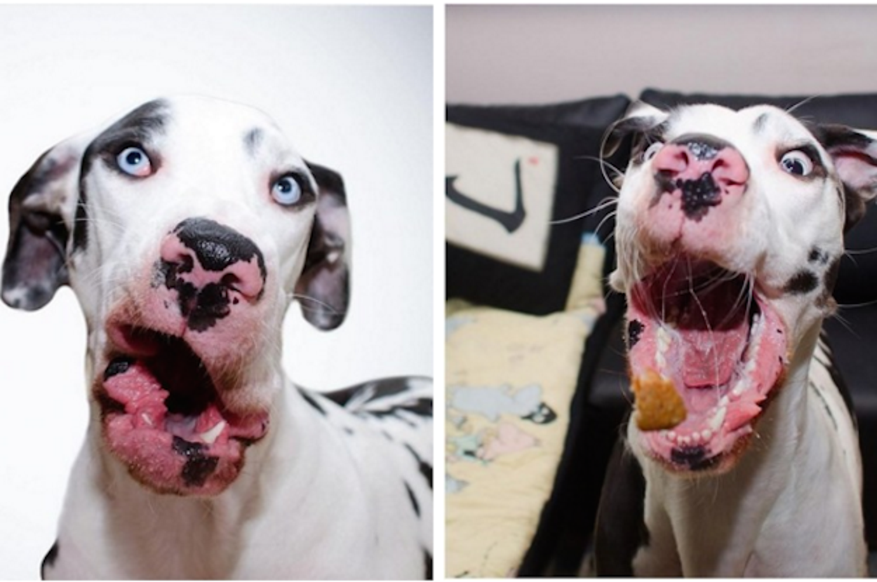 This Dog Has The Perfect Expression For Every Moment Of His Life
