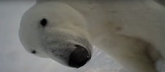 A group of researchers strapped a camera collar to a polar bear on Akimiski Island in the southern tip of Hudson's Bay and let it do its thing.