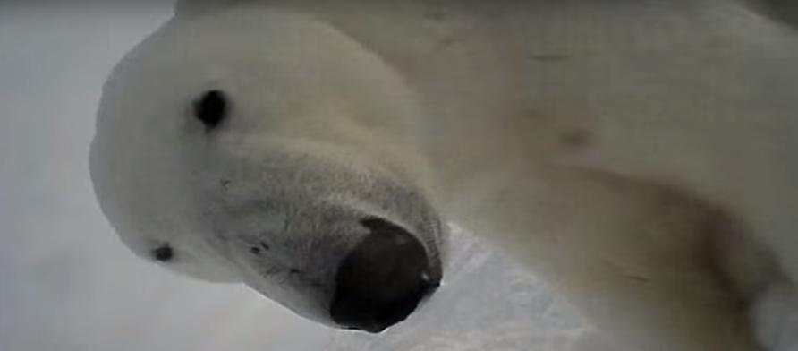 Scientists Put A Camera On A Canadian Polar Bear And Watched It Do Bear ...