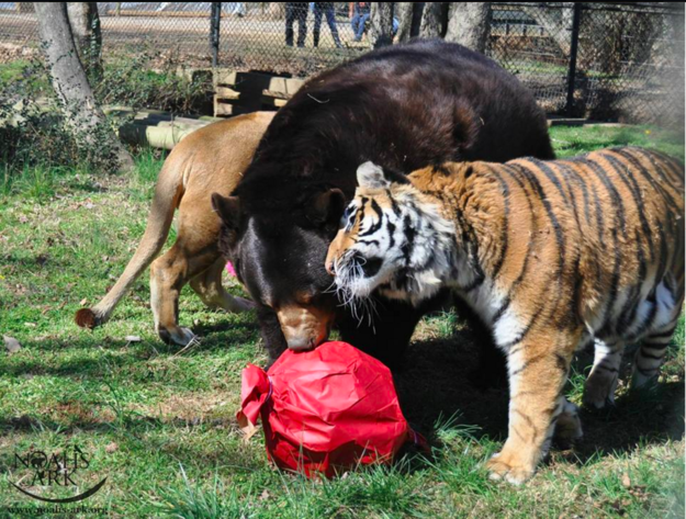 A lion, a tiger, and a bear have formed an adorable friendship after being rescued as cubs 15 years ago.