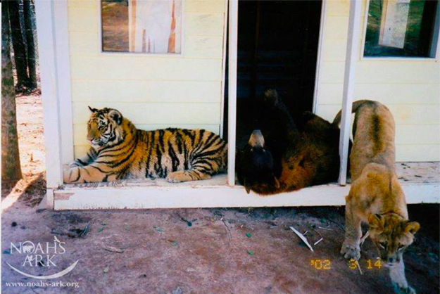 Baloo the black bear, Leo the lion, and Shere Khan the tiger came to Noah's Ark Animal Sanctuary (NAAS) in Georgia, after being found in a basement during a drug raid in Atlanta. All three were malnourished and infected with parasites.