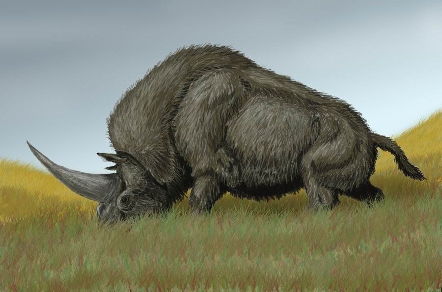 Elasmotherium sibiricum