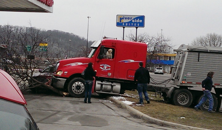 This pup was caught in the driver's seat of a semi in Mankato, Minnesota, after the truck crashed through a tree and into a car on Friday.