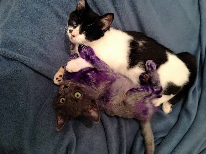 The Tale of Smurf the Cat, Who Was Dyed Purple and Now Recovering