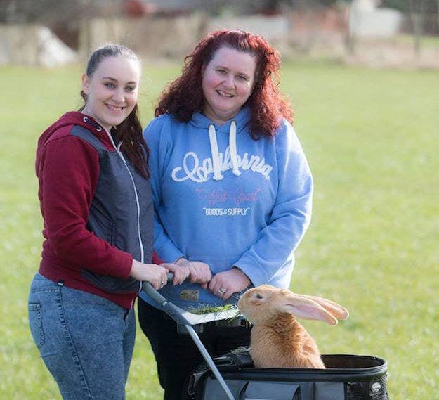もふもふ 犬と同サイズ 巨大ウサギの里親がみつかったよ
