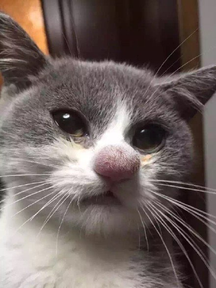 18 Pets Who Learned The Hard Way Not To Play With Bees Enhanced-4119-1457466854-1