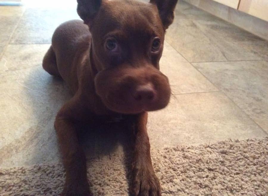 What Happens If A Dog Eats A Wasp