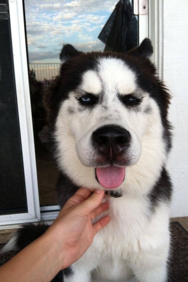 ありゃま 腫れちゃって ハチにやられた犬猫の写真がちょっと間抜け