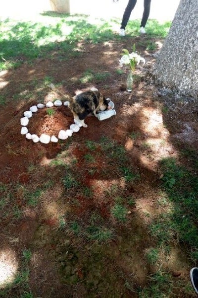 Another cat, maybe one of Oreo's babies, "Chips Ahoy!" come to pay tribute (and for food, too).