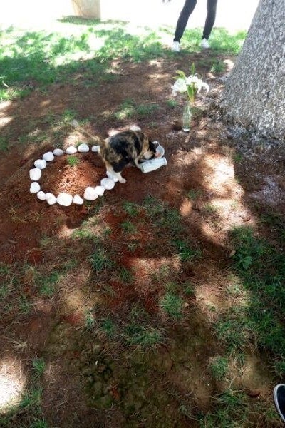 Another cat, maybe one of Oreo&#x27;s babies, &quot;Chips Ahoy!&quot; come to pay tribute (and for food, too).