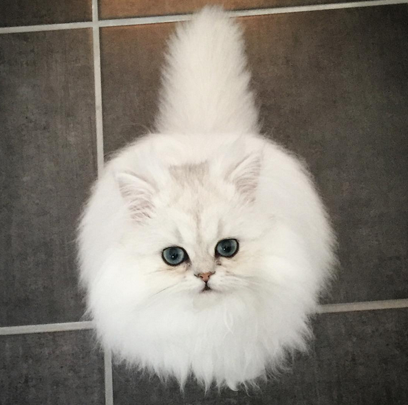 These Cats Are So Fluffy They Don�t Look Real