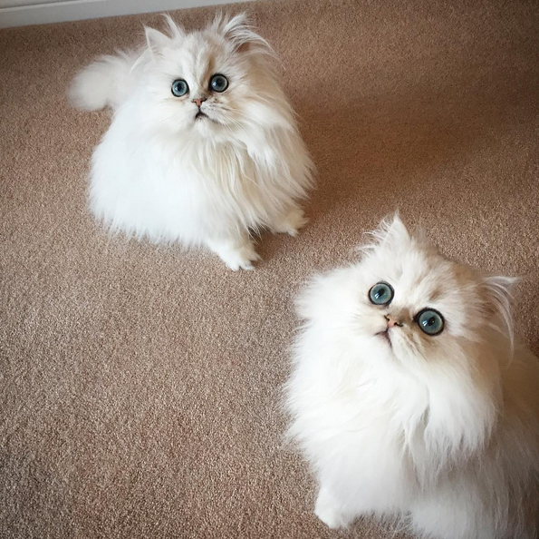 So blue-eyed and fluffy, in fact, THEY'VE GOT TO BE FAKE.
