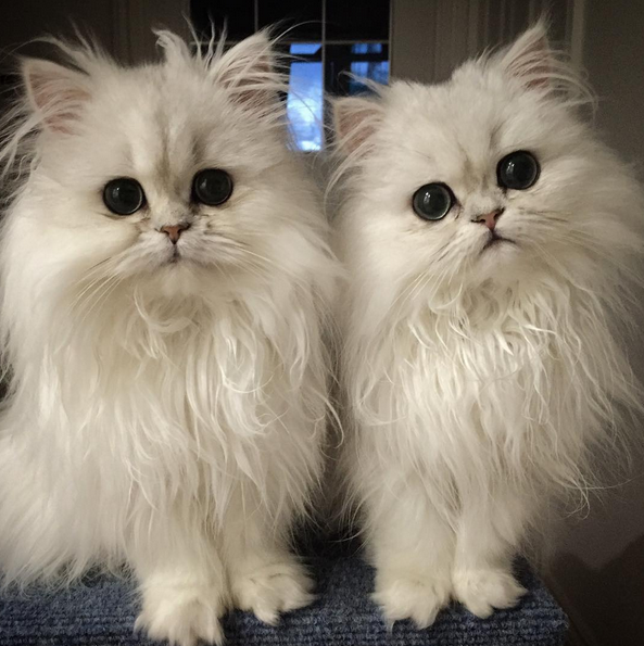 Meet Milk and Oreo, sisters who happen to be two of the fluffiest, cutest, cats on the planet.
