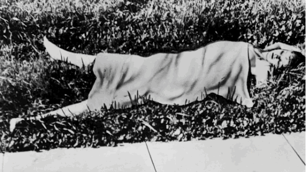 Elizabeth Short's body was found on 3800 S Norton Ave., in Los Angeles, CA. The person who discovered her body originally mistook it for a mannequin because the body was so pale and drained of all its blood.
