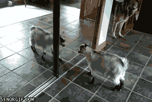 12 Struggles Of Buying Your First House, As Told By Goats