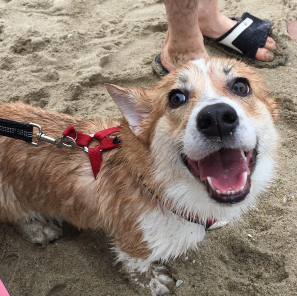 “Everybody had the best time, even though it rained," Kelly McLemore, who organizes the tri-annual event, told BuzzFeed. "Corgi people are super committed.”