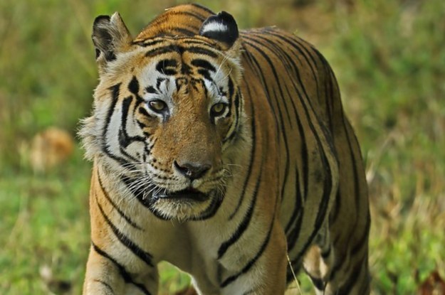 This Tiger’s Stripes Spell Out “Cat” Because The World Is A Beautiful Place