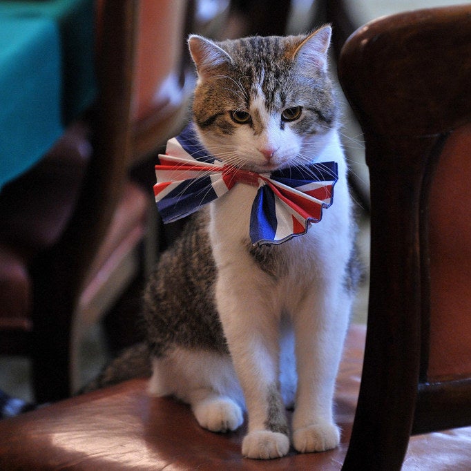 Larry the Downing Street cat