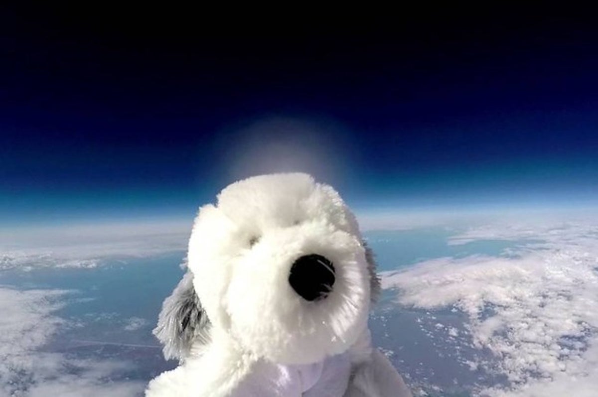 why did they send a dog into space