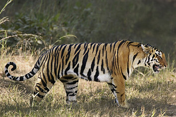 A população de tigres aumentou pela primeira vez em 100 anos