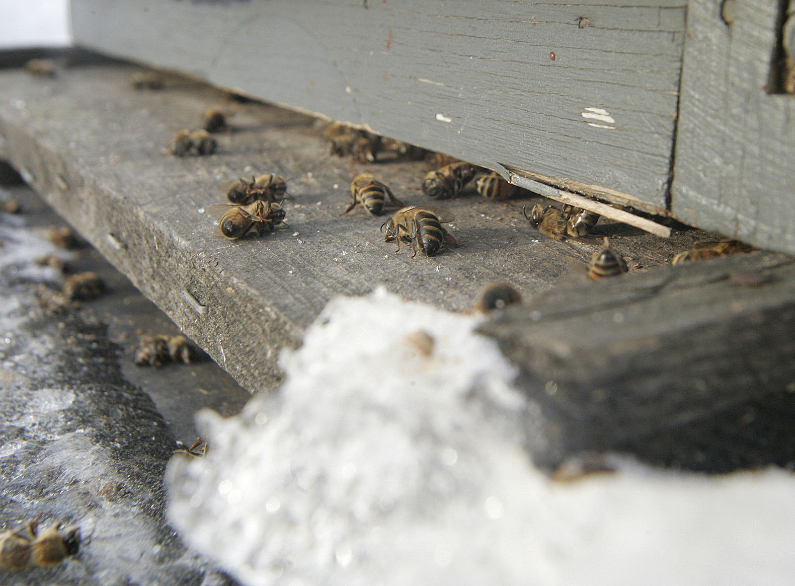 Пчелы зимой. Пчела на снегу. Winter Beekeeping. Мед в зиму пчелам. Honey Bee Winter.