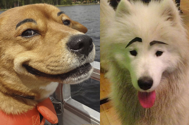 21 Hunde mit Augenbrauen, bei denen Du auf jeden Fall ...