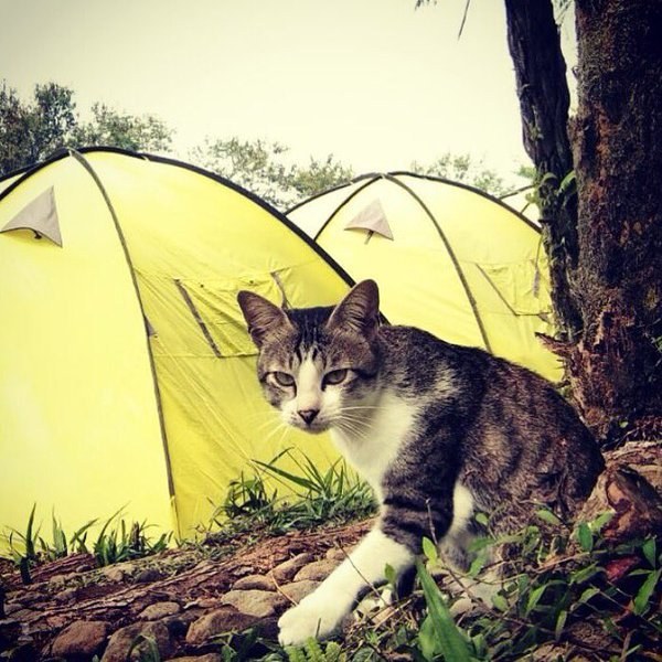 Felines on campsites in the UK: