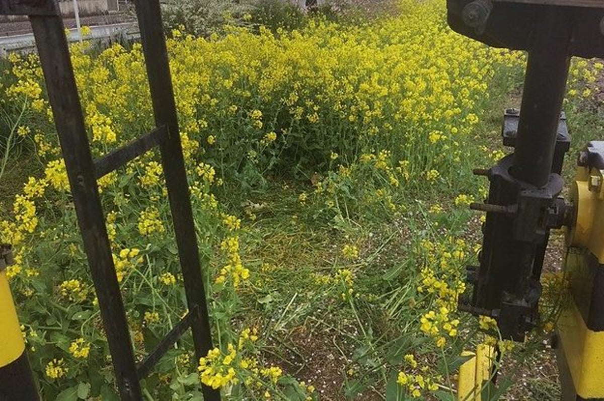 もう来ないでほしい 絶景の真岡鐵道 心ない 撮り鉄 に怒り