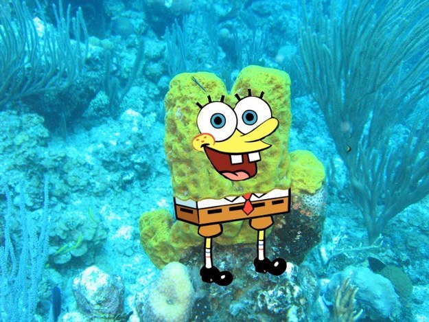 Gallery of Spongebob In Real Spongebob Squarepants Characters.