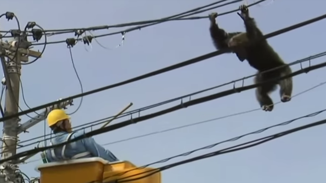 A Chimp Escaped Zoo Workers And Went On A Two-Hour High-Wire Adventure