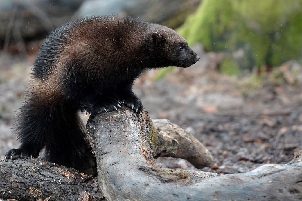 How The Reclusive Wolverine Is Sparking A Ferocious Fight Over Western Land