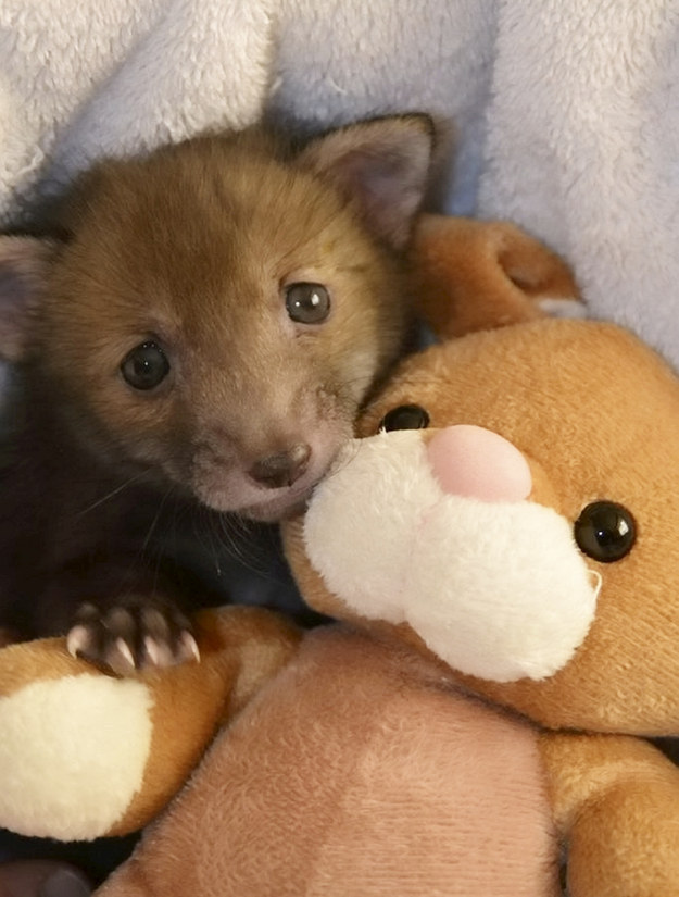 baby fox teddy