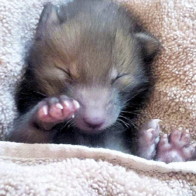 This Tiny Abandoned Baby Fox Has Become Besties With A Teddy Bear