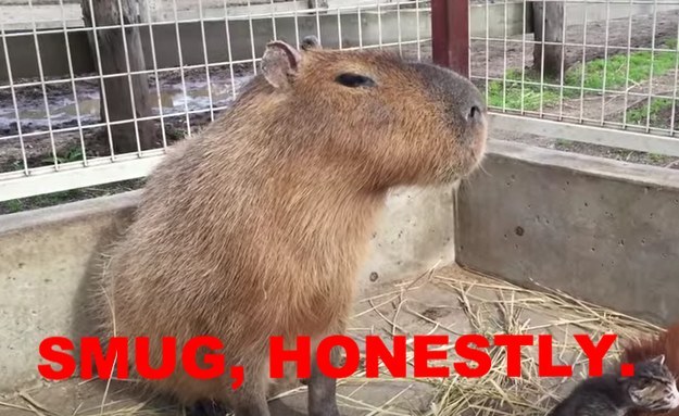Oh also, a capybara is just chilling, watching the whole thing go down and does fuck all to help.