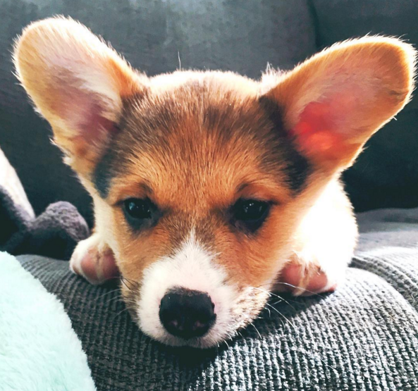 This is Elly. She's a 3 month old corgi.