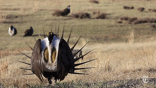 The sage grouse.