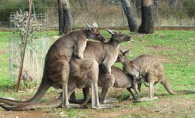 What Australian wildlife is actually like: