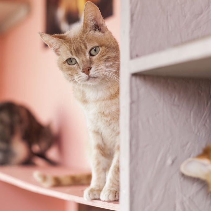 These Performing Street Cats Are The Cutest Thing You Will See Today