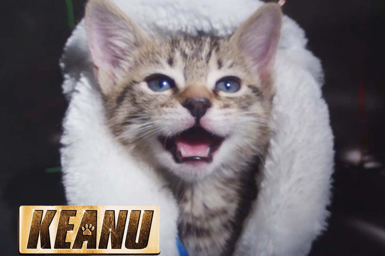 Kittens Star In A Hip Hop Video