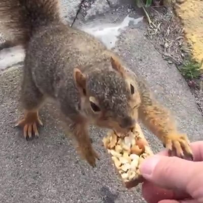 These Police Officers Are Grieving After Their Beloved Squirrel Was ...