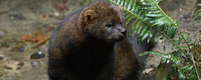UC Davis scientists were the first to link rat poisoning used at illegal marijuana grows to fatal poisonings of Pacific fishers, a member of the weasel family. That and subsequent research was reviewed as part of a proposal to list the West Coast population under the federal Endangered Species Act as a threatened species. The U.S. Fish and Wildlife Service announced on April 14, 2016 that the fisher will not be listed.