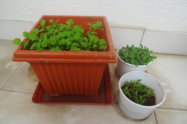 And you've at least tried to grow your own herbs before now.