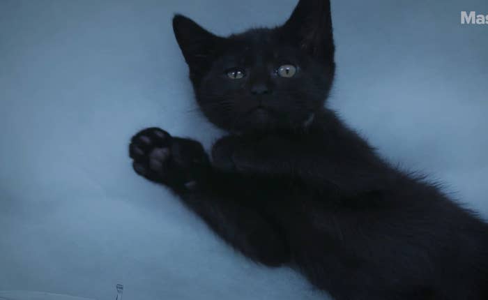 Game Of Thrones As Told By Cats Will Make You Smile